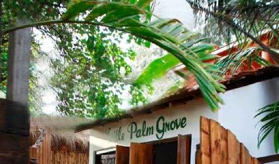 Little Palm Grove Photo