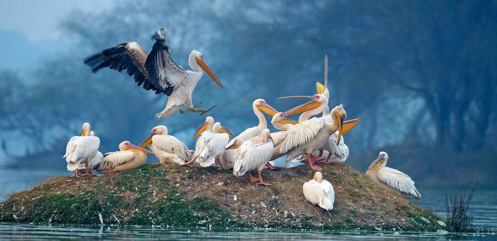 Bharatpur Bird Sanctuary Photo 1