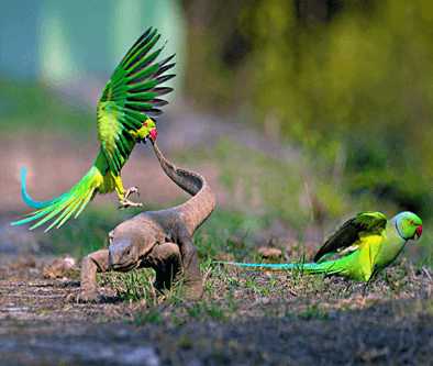 Bharatpur Bird Sanctuary Photo 3
