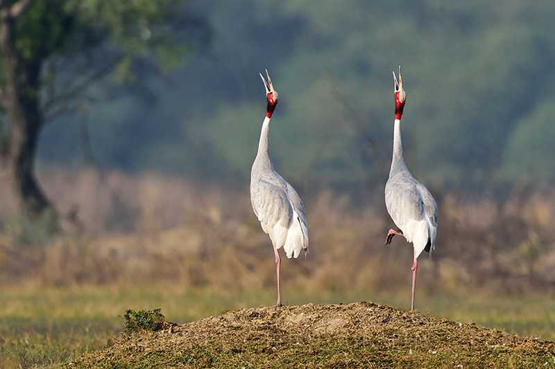 Bharatpur Bird Sanctuary Photo 2