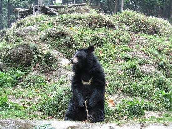 Padmaja Naidu Himalayan Zoological Park Photo 3