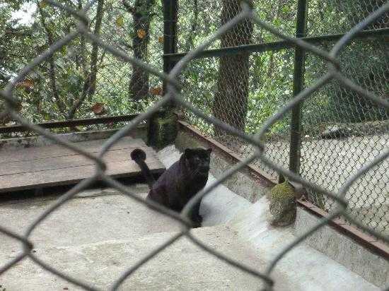 Padmaja Naidu Himalayan Zoological Park Photo 2