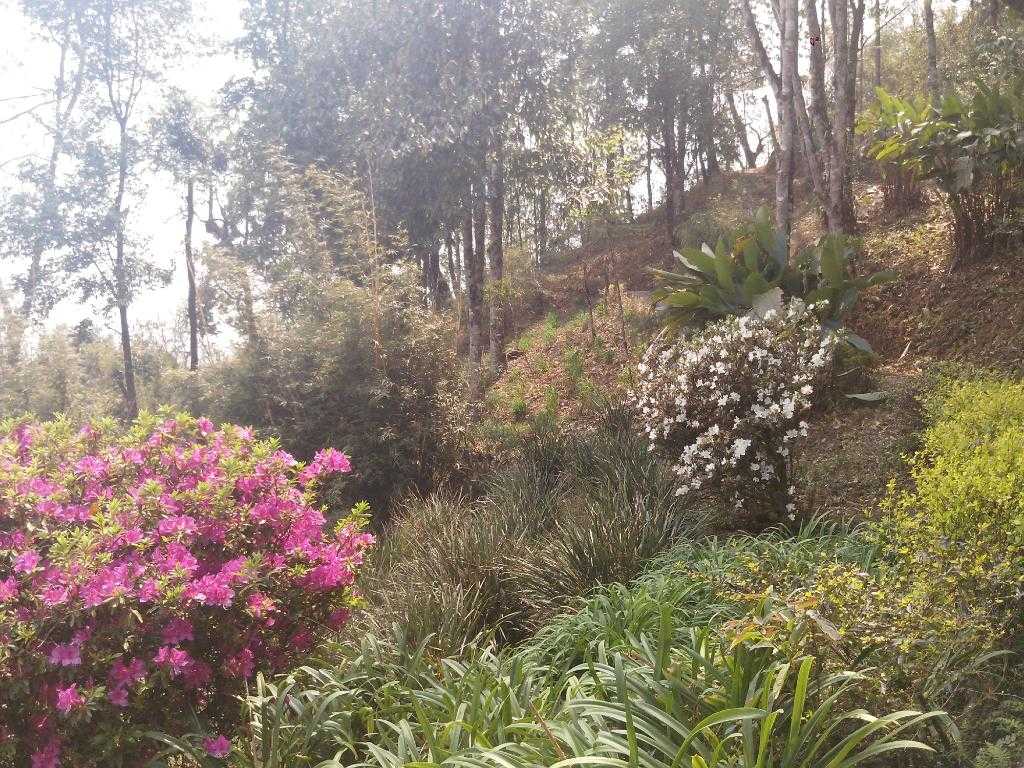 Jawaharlal Nehru Botanical Garden Photo 2