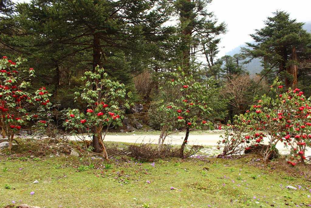Shingba Rhododendron Sanctuary Photo 2