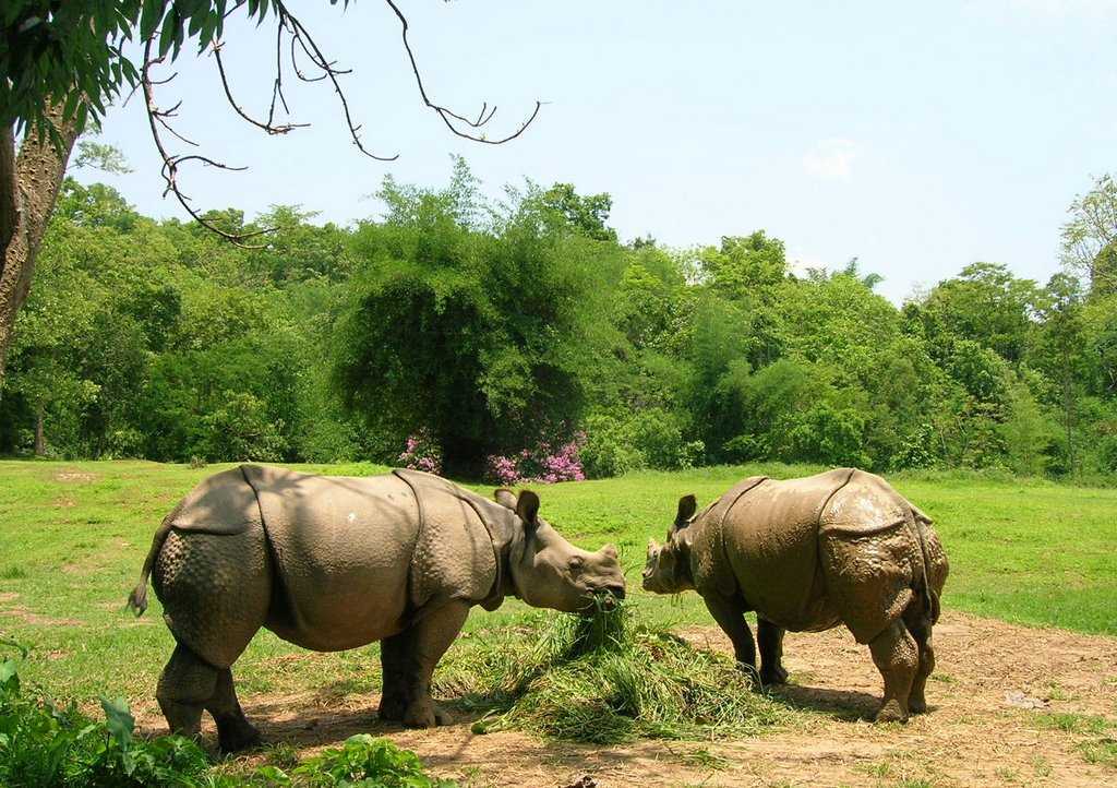 Assam State Zoo Photo 2