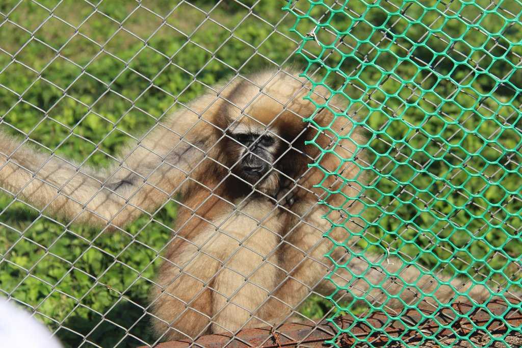 Assam State Zoo Photo 3