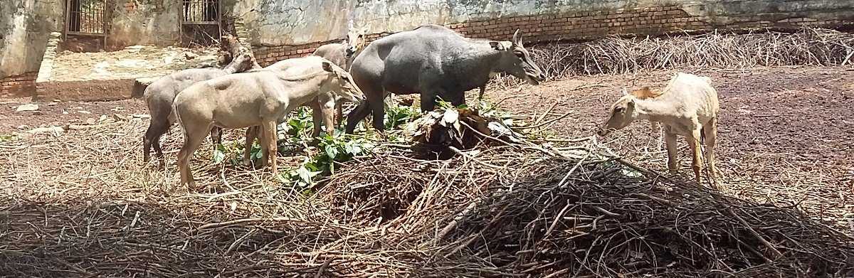 Assam State Zoo Photo 1
