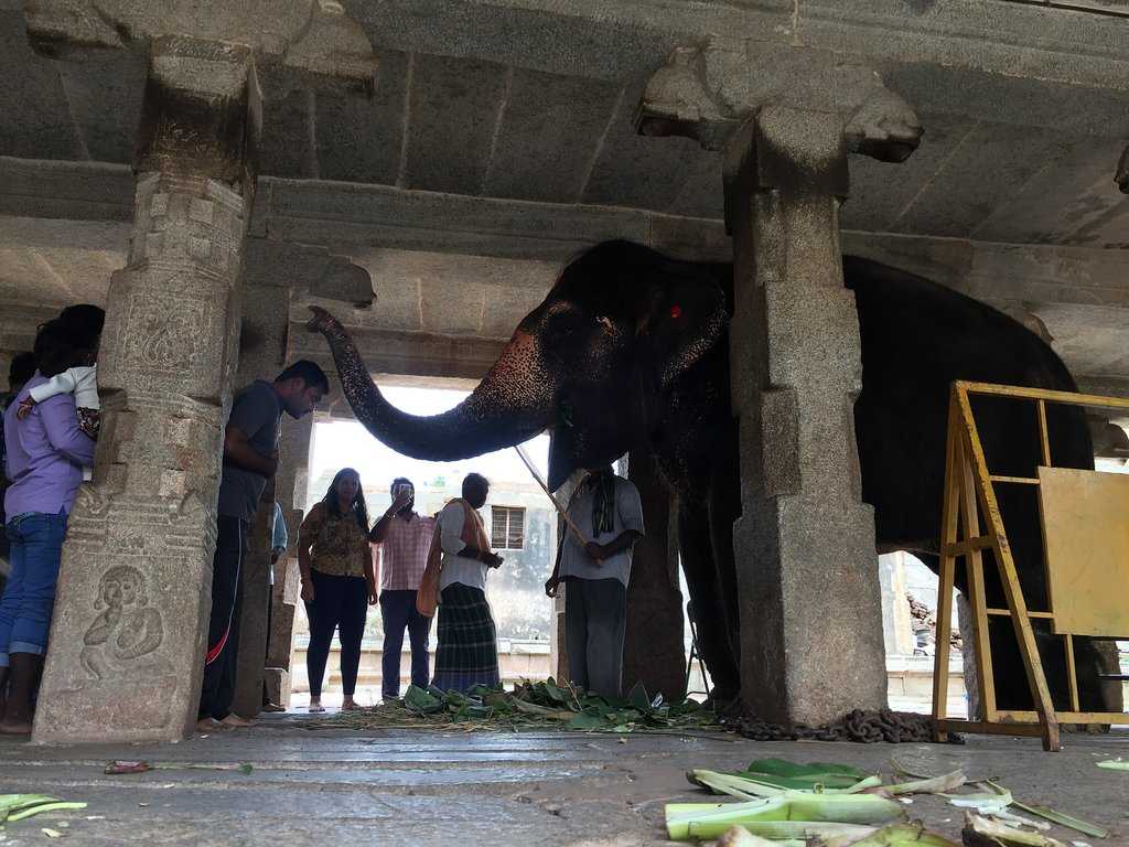 Lakshmi the Elephant Photo 1