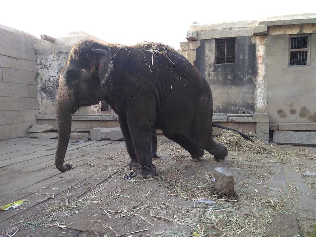 Lakshmi the Elephant Photo 2