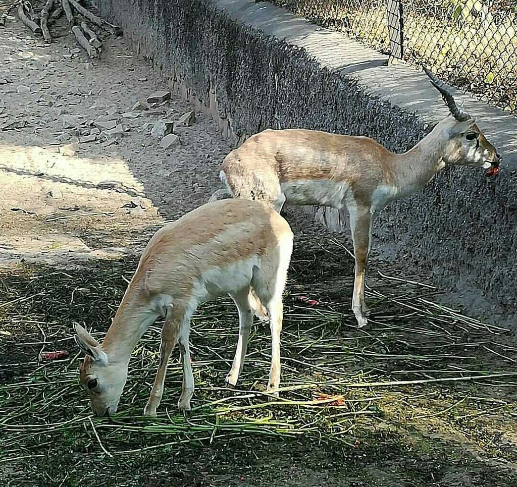 Jaipur Zoo Photo 3
