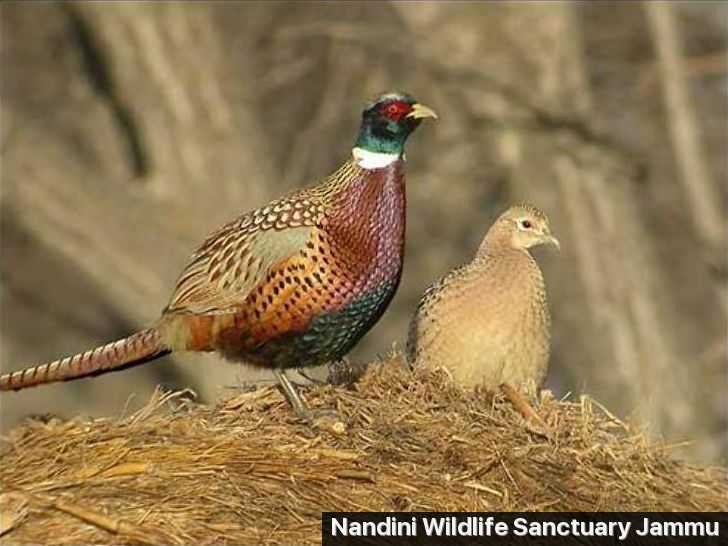 Nandini Wildlife Sanctuary Photo 3