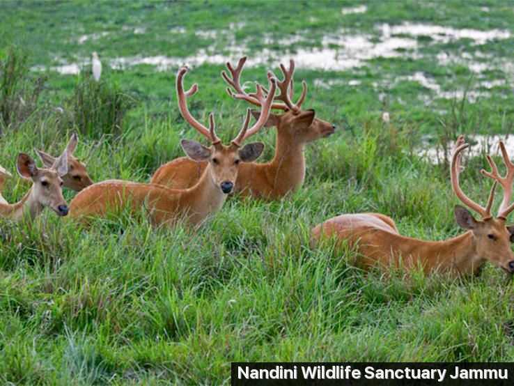 Nandini Wildlife Sanctuary Photo 2