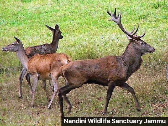 Nandini Wildlife Sanctuary Photo 1