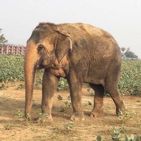 Elephant Conservation and Care Center Mathura Photo 3