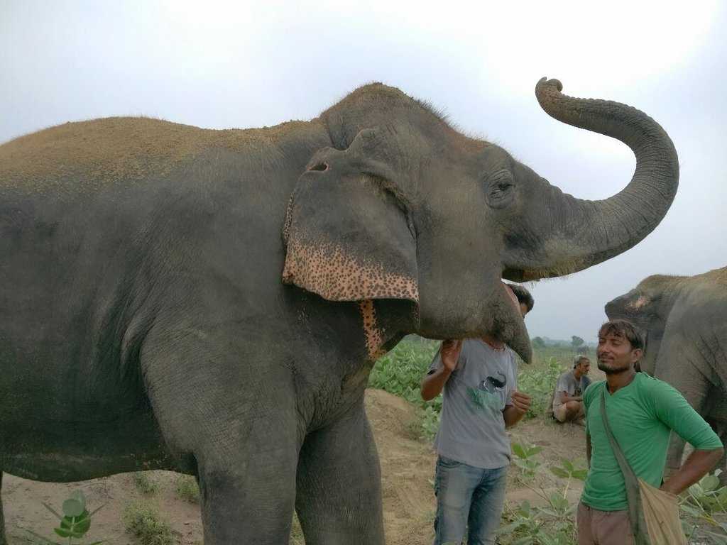 Elephant Conservation and Care Center Mathura Photo 2