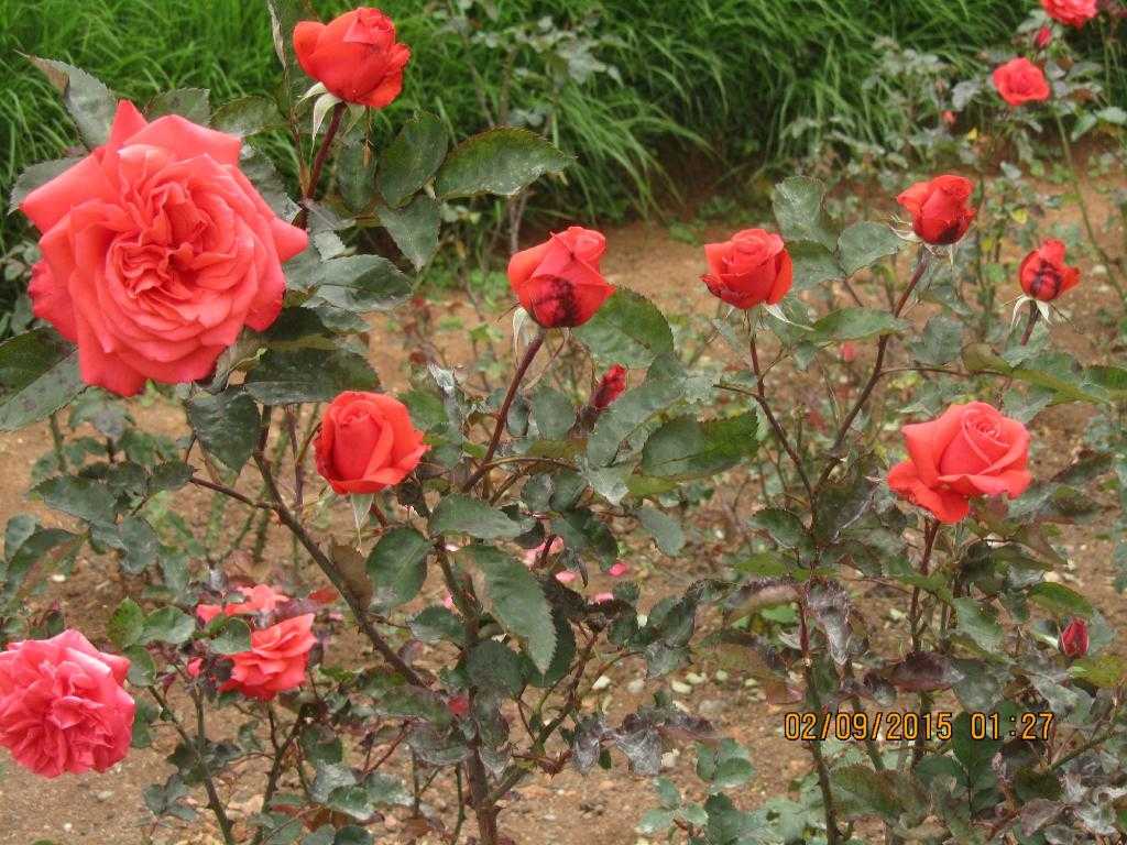 Rose Garden Photo 3