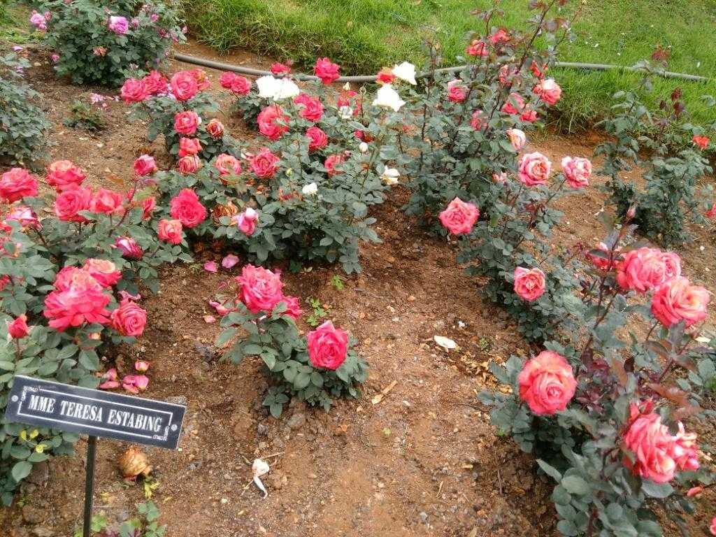 Rose Garden Photo 5