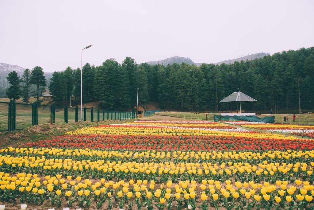 Tulip Garden At Sanasar Photo 2