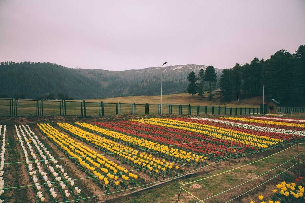 Tulip Garden At Sanasar Photo 4