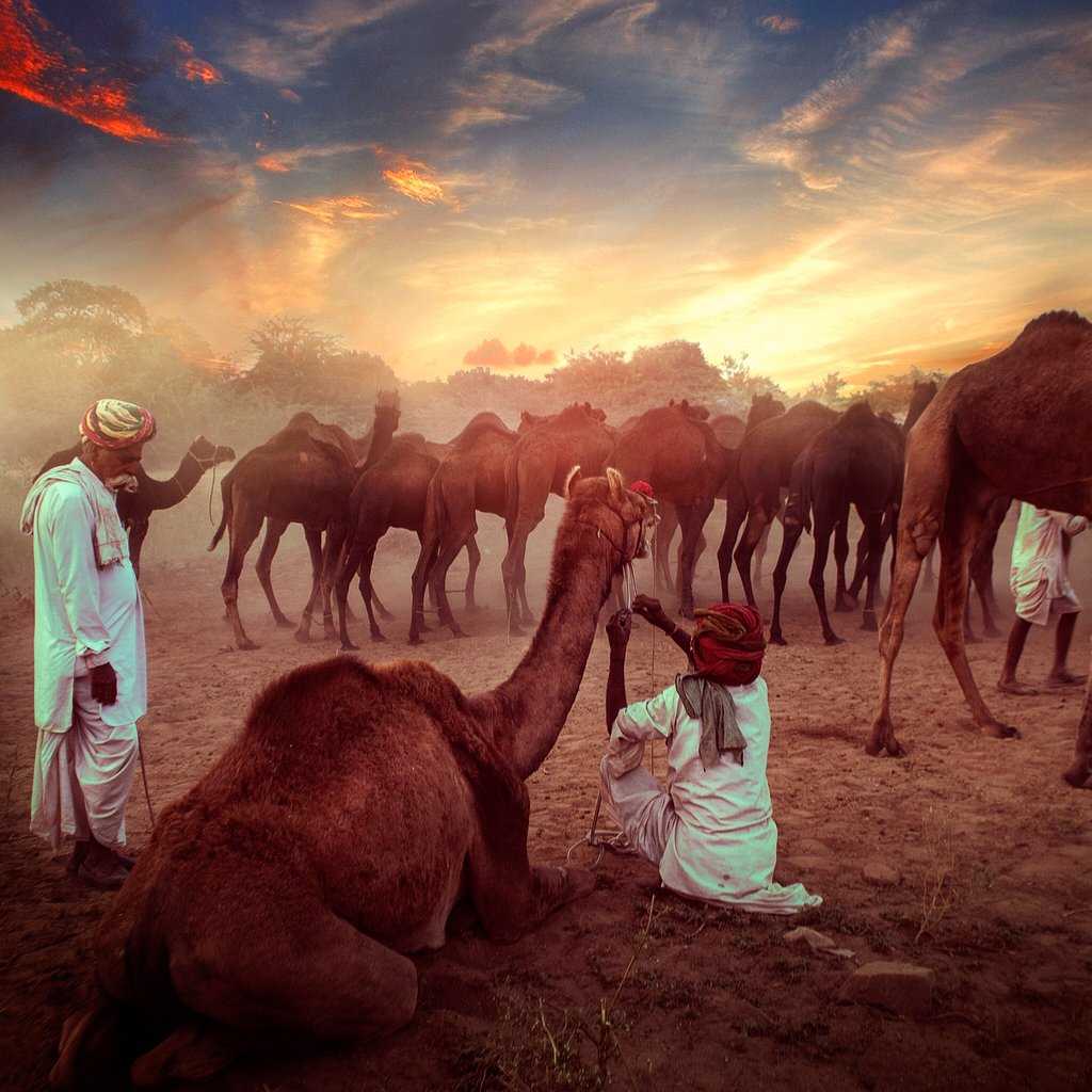 Pushkar Camel Fair Photo 1