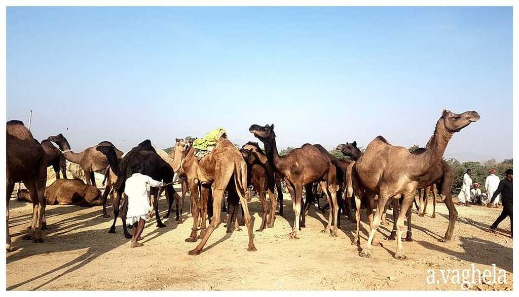 Pushkar Camel Fair Photo 5