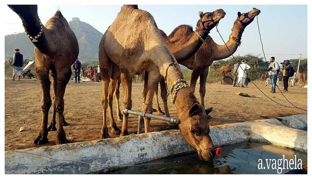 Pushkar Camel Fair Photo 4