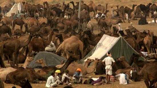 Pushkar Camel Fair Photo 3