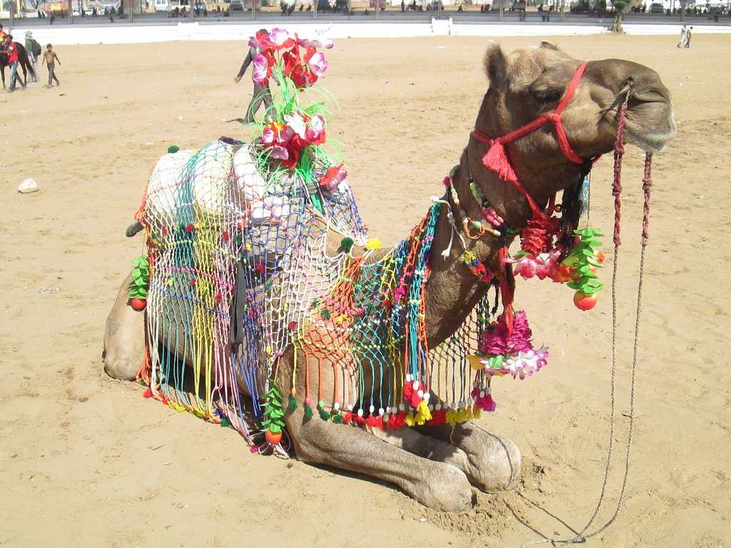 Pushkar Camel Fair Photo 2