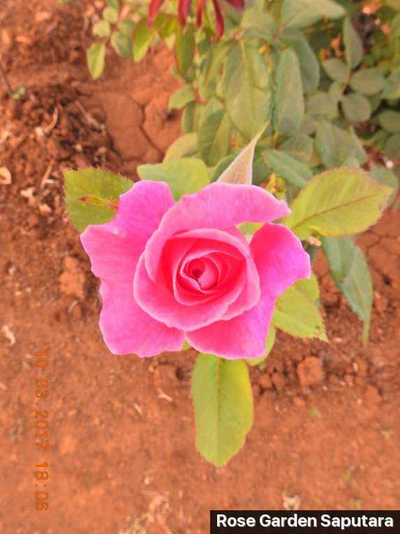 Rose Garden Photo 2