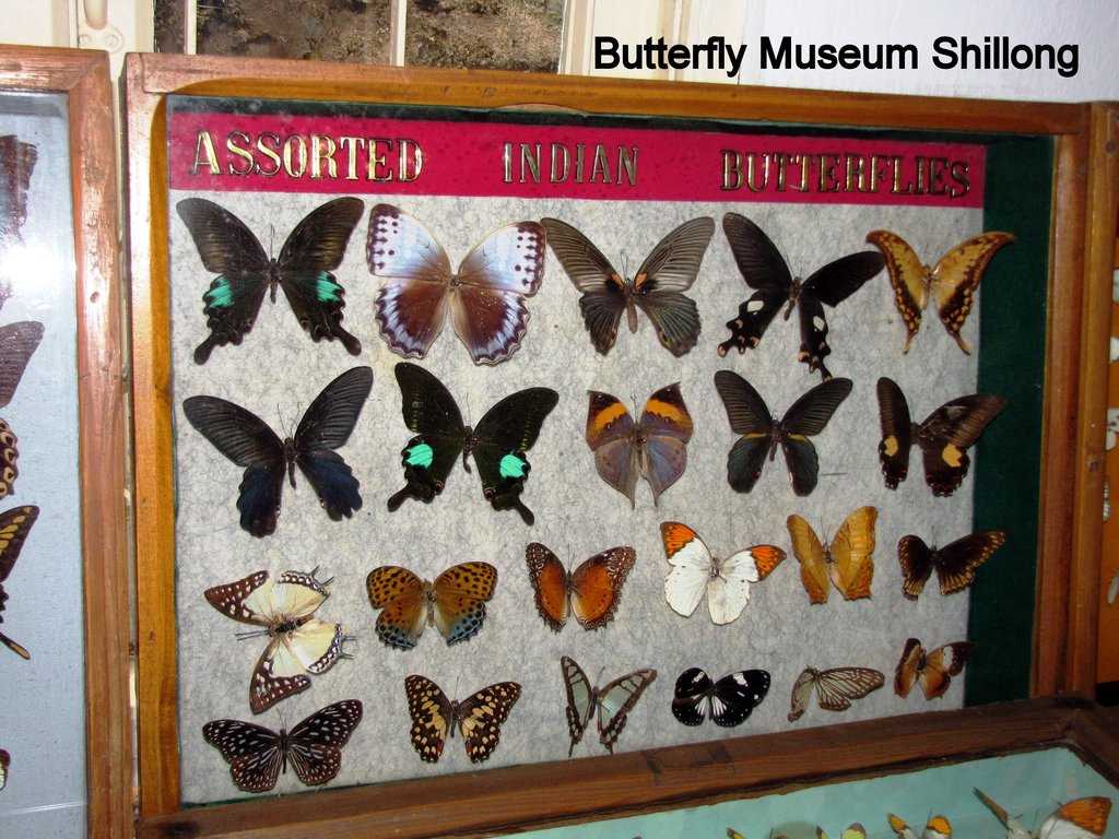 Wankhar Entomology Museum Photo 3