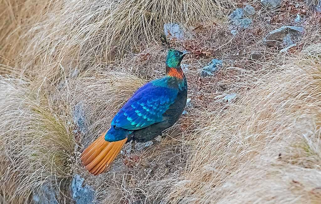 Himalayan Bird Park Photo 1